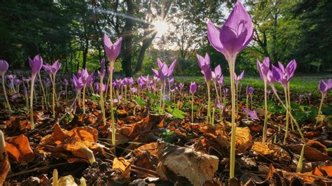 naked ladies plant|Naked Ladies Flowers: Lady Lilies That Will Leave You Speechless